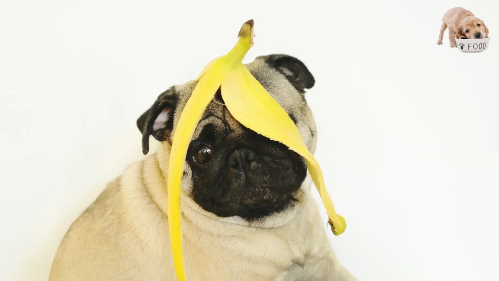 Can Dogs Eat Bananas Safely? - Unveiling the Canine Delight