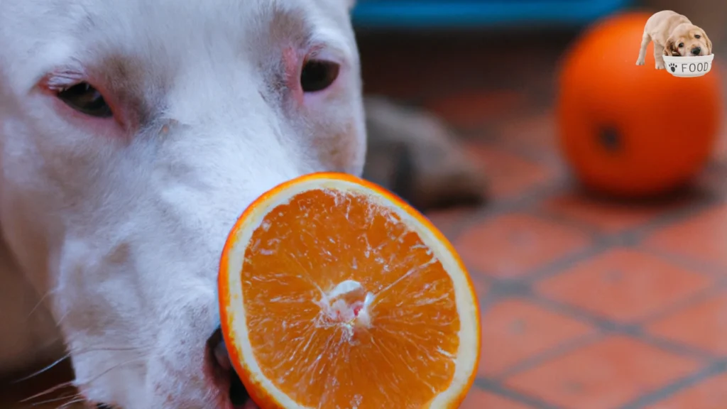 Nutritional Value of Oranges for Dogs