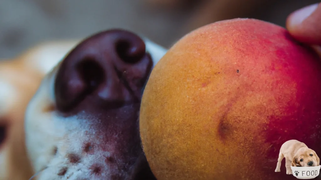 Benefits of White Peaches for Dogs