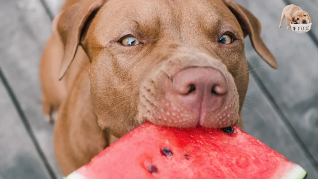 Observations on Dogs' Response to This Fruit