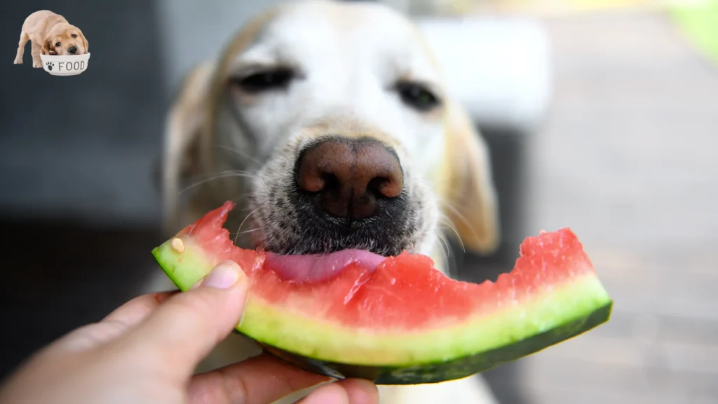 10 Alternative Fruits for Dogs: A Nutrient-Rich Feast