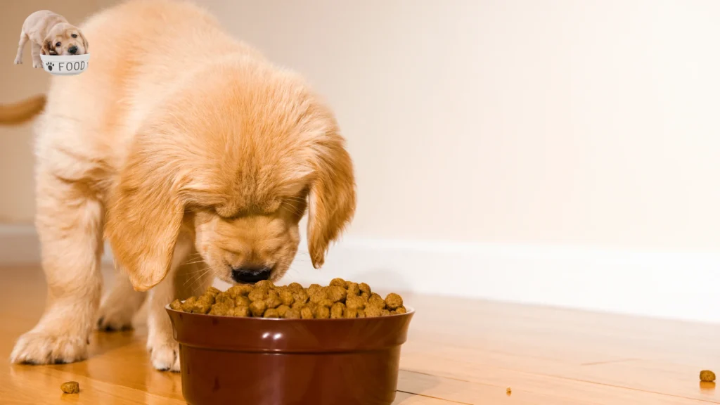 Understanding Soft Dry Dog Food