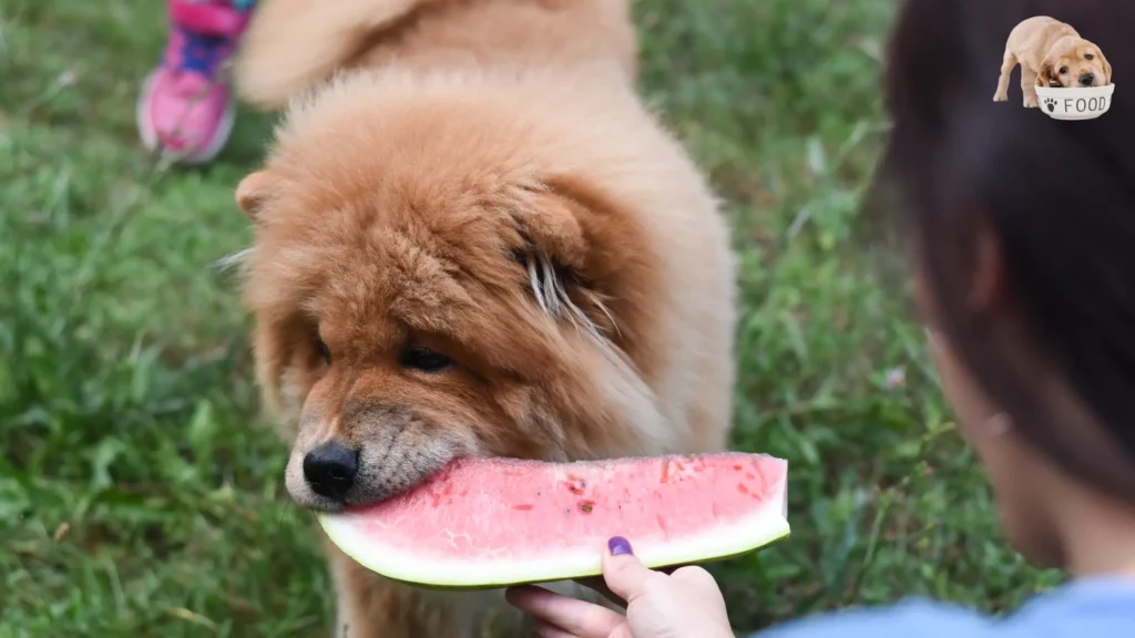 Confuse about can dogs eat watermelon
