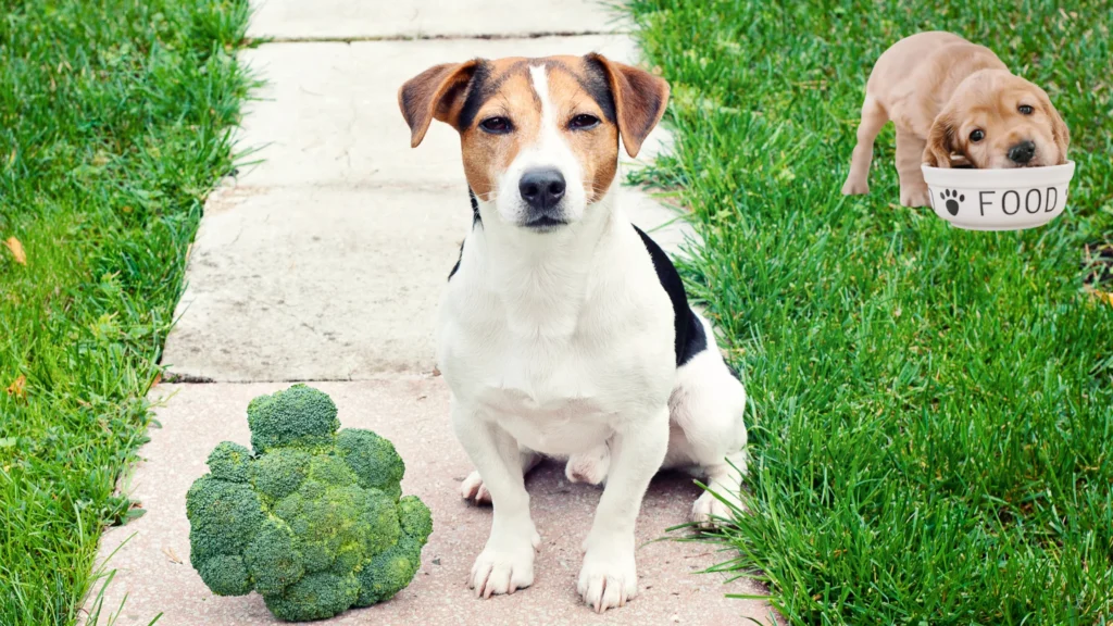 Boost your pup's well-being with broccoli! Packed with vitamins C & K, antioxidants, and fiber, this green powerhouse promotes overall health and aids digestion. Serve it raw or lightly steamed for a crunchy, nutritious treat! 🥦🐾 #DogHealth #NutritionForDogs