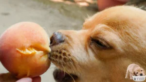 Safe way to share peaches with your dog