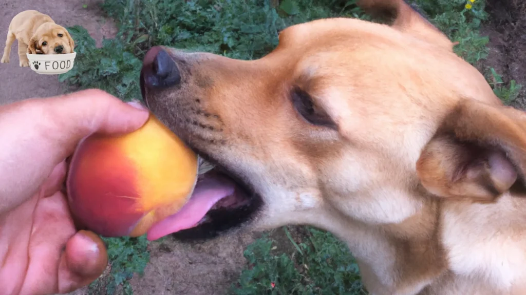 Dog inspecting a peach – discover if peaches are a safe and healthy treat for your canine companion