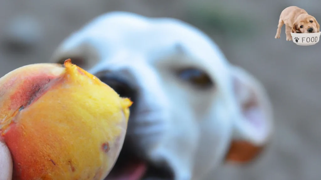 Can dog eat peach?