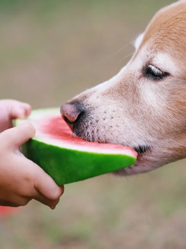 Unlocking Canine Delight: 15 Hidden Wonders of Dogs and Watermelon