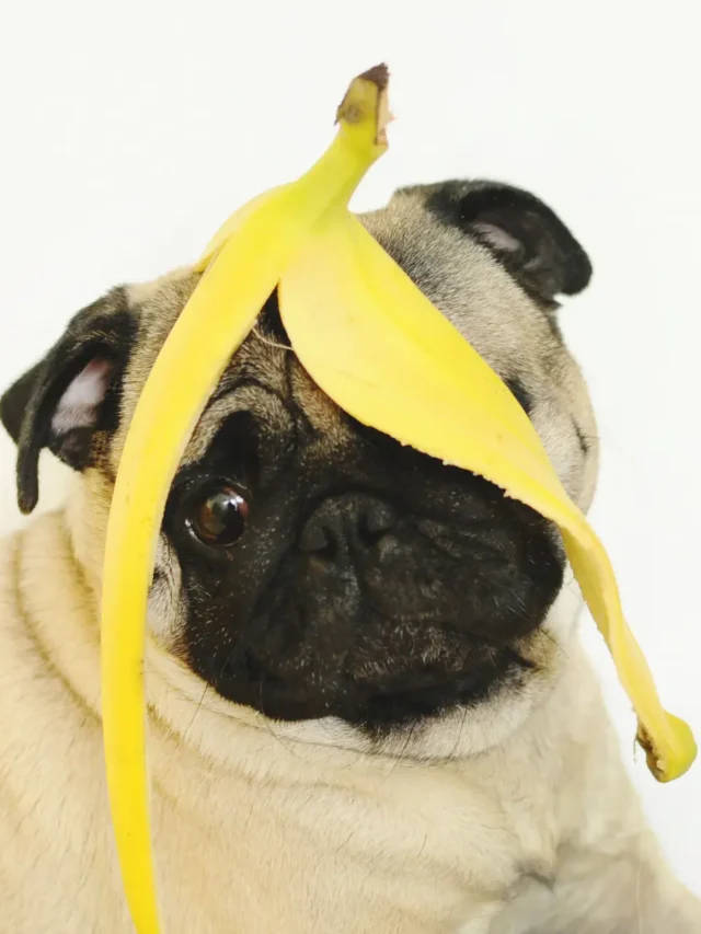 Can Dogs Eat Bananas Safely? - Unveiling the Canine Delight