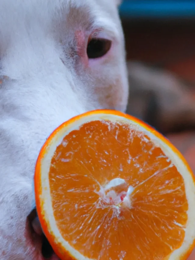 Nutritional Value of Oranges for Dogs