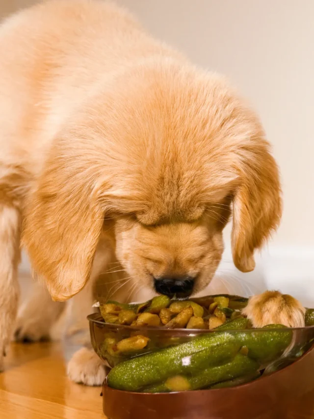 Can Dogs Eat Pickles? Unveiling the Nutritional Facts and Safety Tips