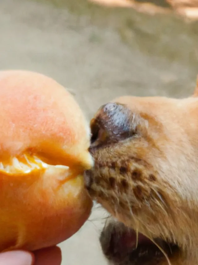 Can dog eat peach ?