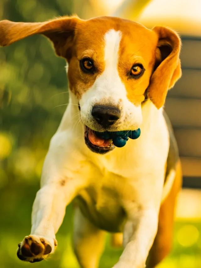 Introduction of can dogs eat blueberries or not