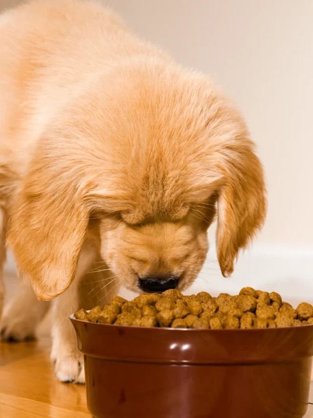 Understanding Soft Dry Dog Food