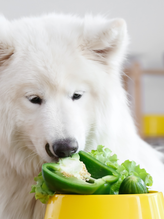 Can dogs eat cucumbers