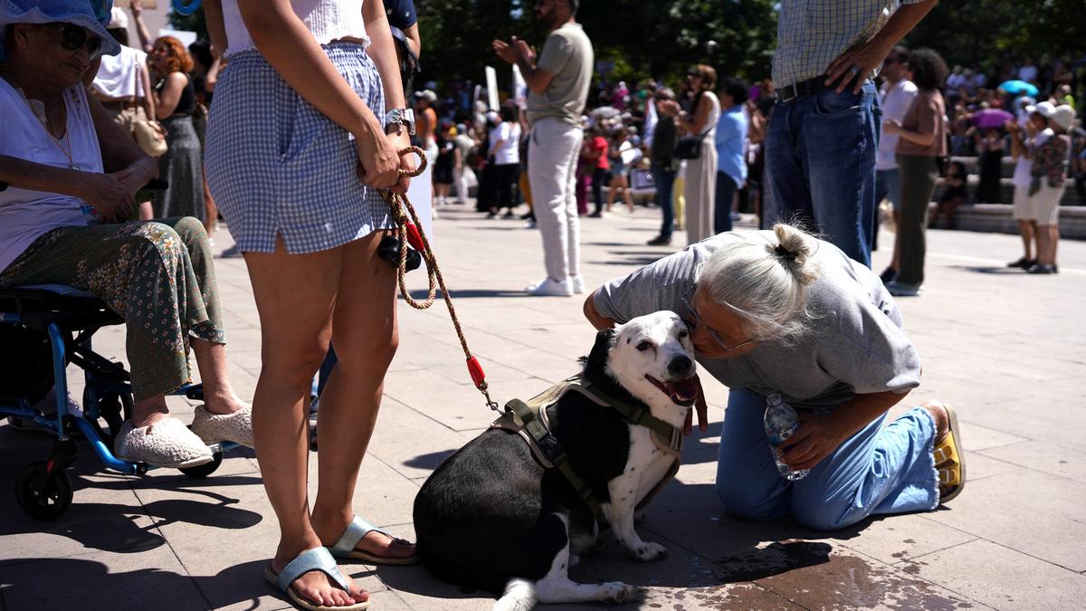 Turkey approves controversial stray dog cull