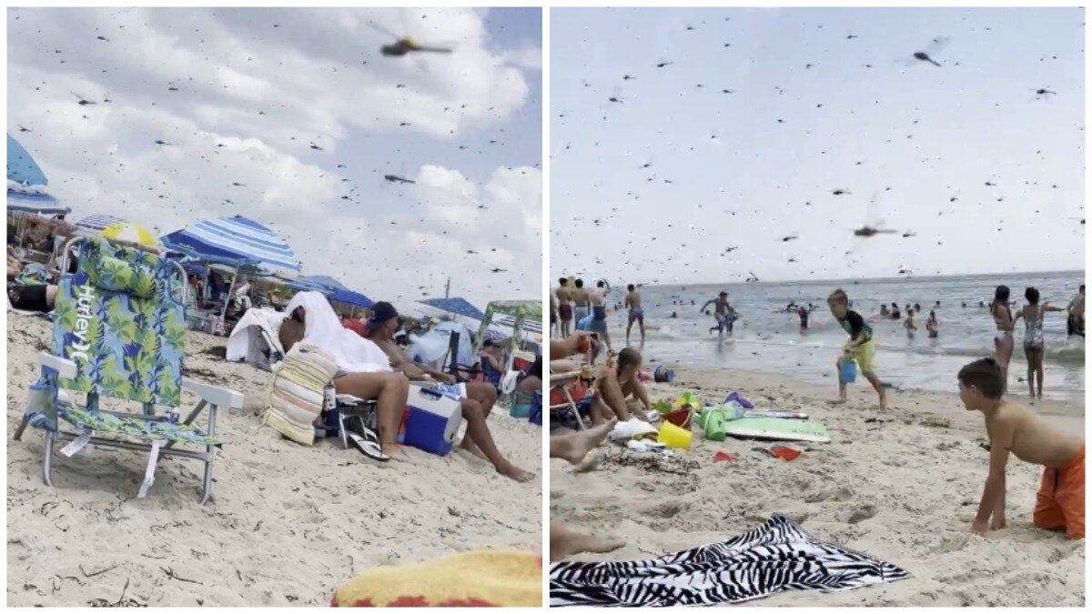 Video: Dragonflies invade US beach, screaming people flee swarm