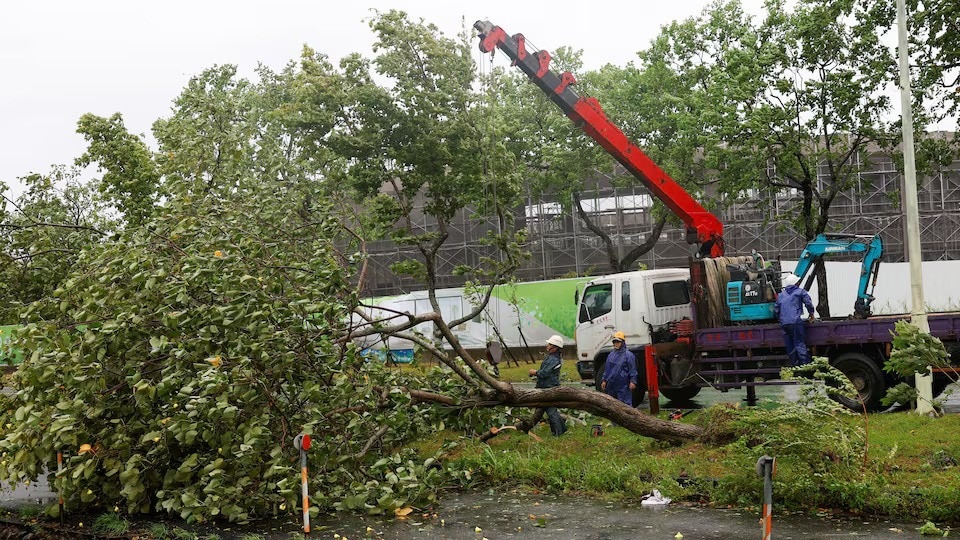 Tree uprooted after Typhoon Gaemi