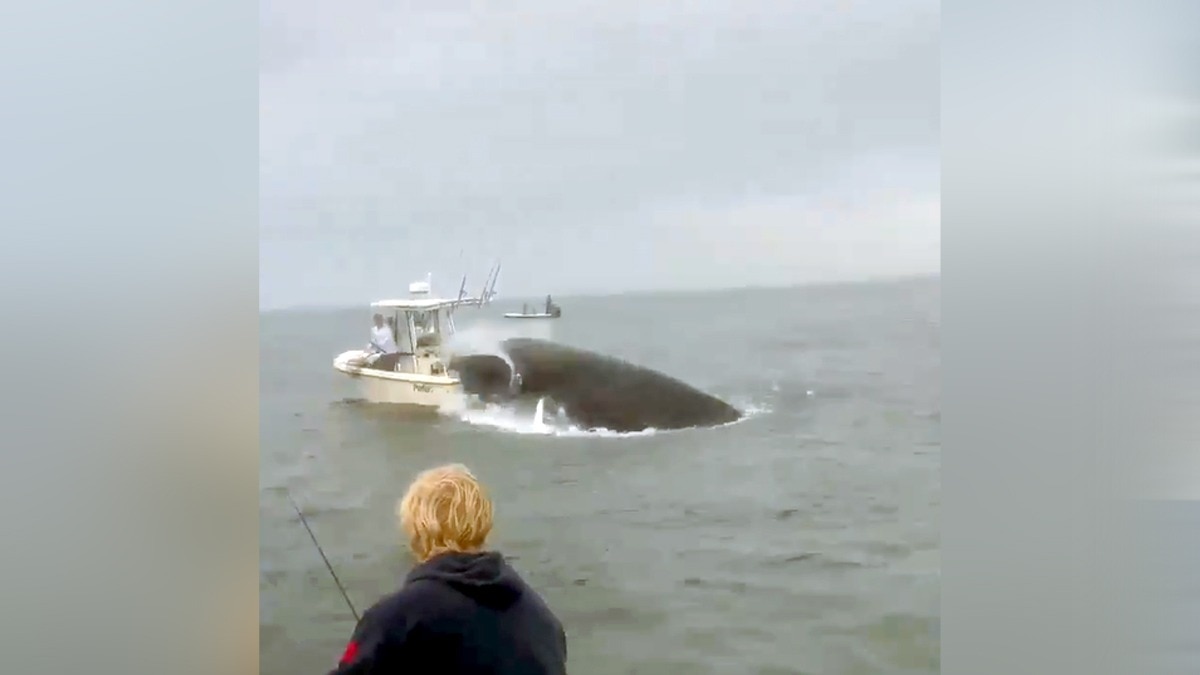 Video: Whale crashes into boat, fishermen jump overboard to escape in US