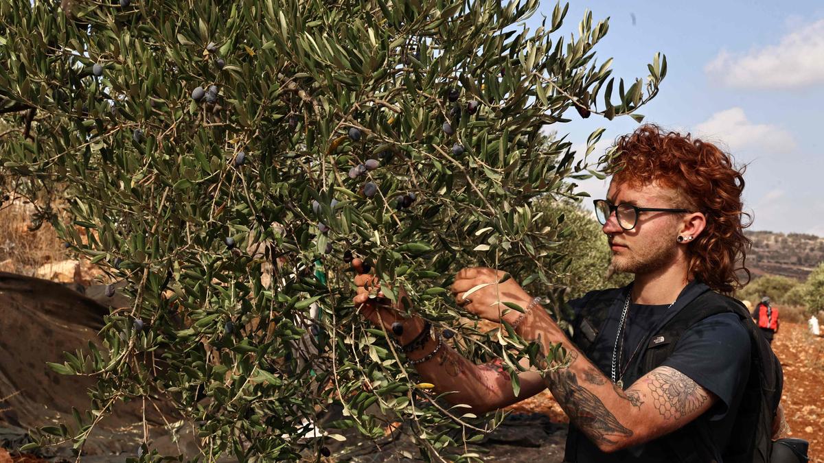 Gaza war, settler attacks ruin Palestinian olive harvest