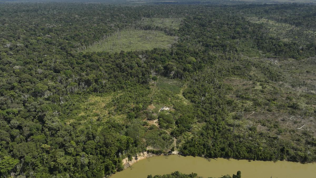 Deforestation in Brazil’s Amazon drops by nearly 31% compared to previous year